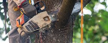 Best Tree Health Inspection  in Tennille, GA